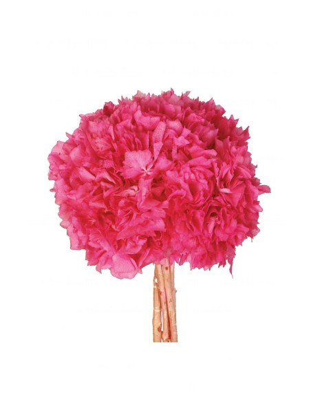 HORTENSIA PRESS (740B44)