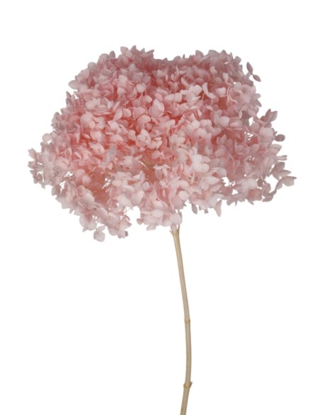 HYDRANGEA CABEZA PRESS ROSA (B40)