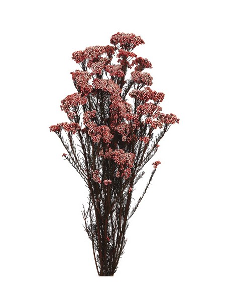 FLOR DE ARROZ PRESS 60 cms ROJO CLARO (54)