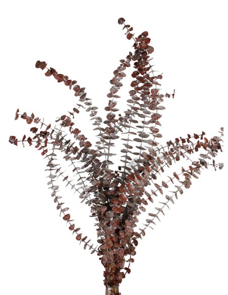 EUCALYPTUS BABY BURDEOS  PRESS 60/75 cms. (57)