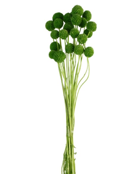 CRASPEDIA PRESS 50 cms VERDE (62)