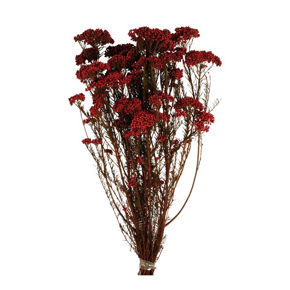 FLOR DE ARROZ PRESS 60 cms. ROJO (59)