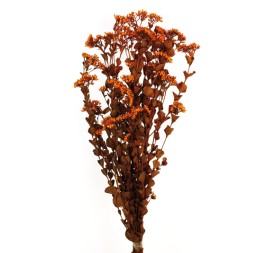 CHUVISCO PRESS 70 cms. NARANJA (29)