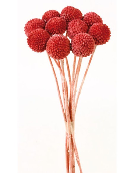CRASPEDIA PRESS 50 cms ROSA (43)