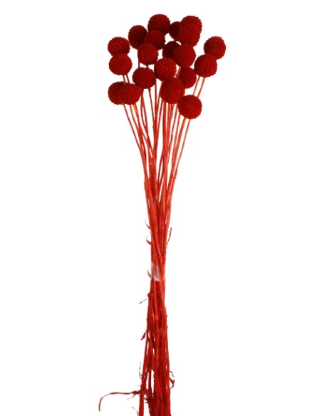 CRASPEDIA PRESS 50 cms. ROJO (54)