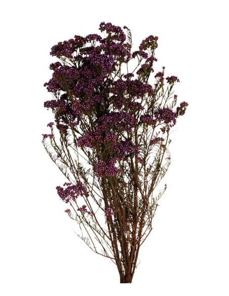 FLOR DE ARROZ PRESS 60 cms. MALVA