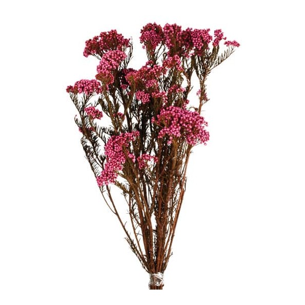 FLOR DE ARROZ PRESS 60 cms. ROSA( 43)