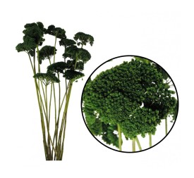 ACHILLEA FILIPENDULINA 70 cms. VERDE (67)
