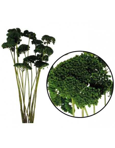 ACHILLEA FILIPENDULINA 70 cms. VERDE (67)