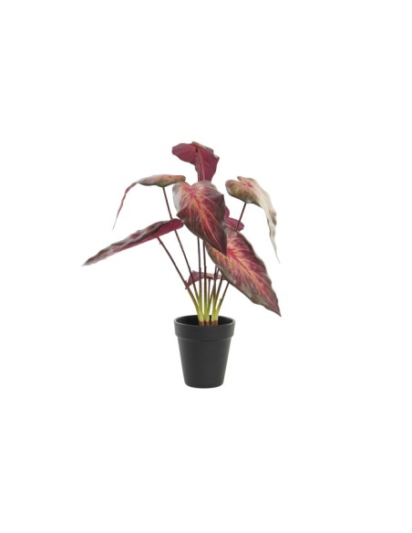 PLANTA PE 20X20X38 ROJO