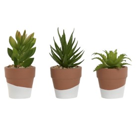 PLANTA CEMENTO PE 5,5X5,5X13 3 SURT.