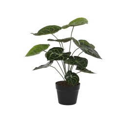 PLANTA PE 30X30X55 CALATHEA VERDE