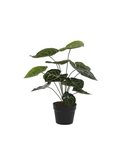 PLANTA PE 30X30X55 CALATHEA VERDE