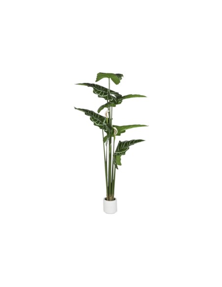 PLANTA PE 100X100X195 ANTHURIUM REGALE VERDE