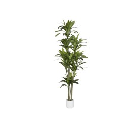 ARBOL PE 68X80X205 DRACAENA FRAGANS VERDE