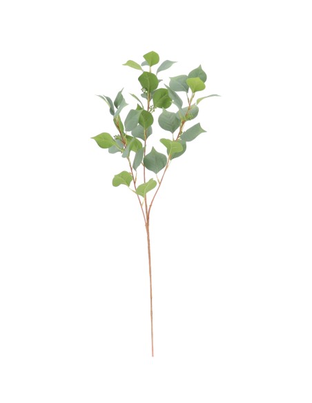 EUCALYPTUS (2078-09)