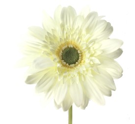 GERBERA (2292-01)