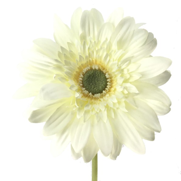 GERBERA 70 CMS (2292-01)