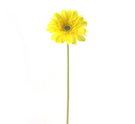 GERBERA (2292-02)