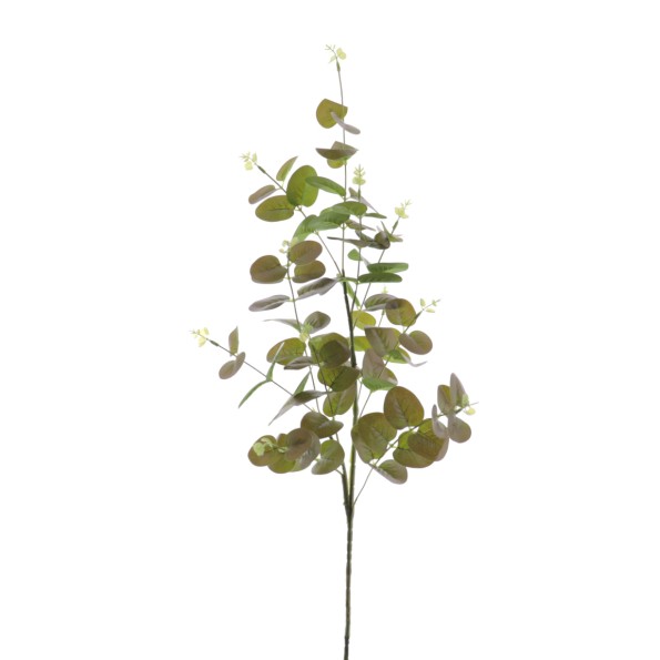 EUCALYPTUS (T.N.) 90 CMS (4381-51)