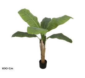 PLANTA PLATANERO 6 LVS R/T (F) - 100 CM