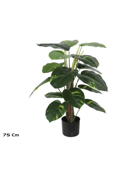 PLANTA POTUS X 18 T/ COCO (F) 75 CM