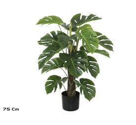 PLANTA MONSTERA X 18 T/ COCO (F) 75 CM