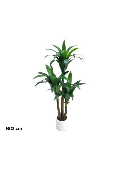 ARBOL DRACENA (V) X 3 - 160 CM