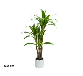 ARBOL DRACENA (Y) X 3 - 160 CM