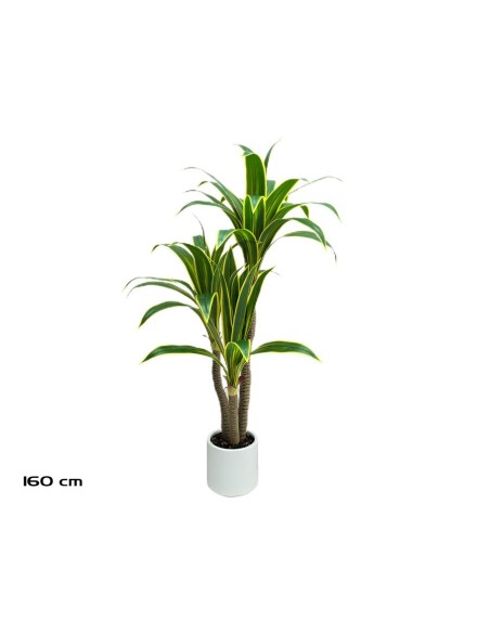 ARBOL DRACENA (Y) X 3 - 160 CM