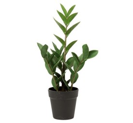 PL.ZANZIBAR C/MACETERO 50cm (G654-1)