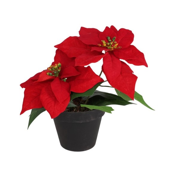 MACETA POINSETTIA X 2 - 28 CM (ROJA)