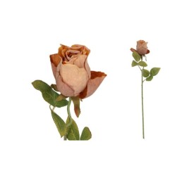 VARA CAPULLO DRIED - 50 CM (OCRE)