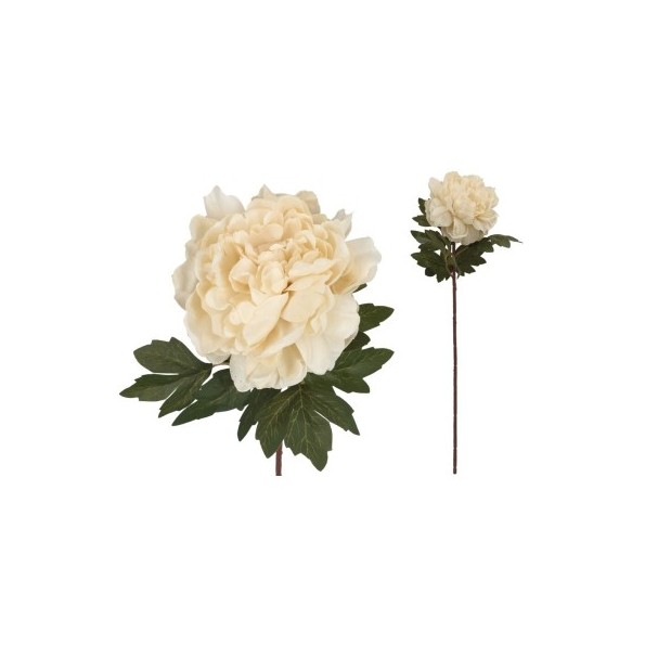 VARA PEONIA DRIED - 57 CM (CREMA)