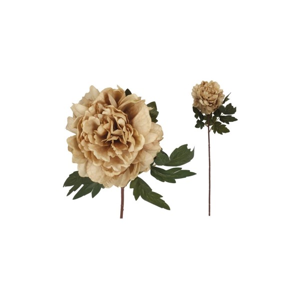 VARA PEONIA DRIED - 57 CM (CAFE)