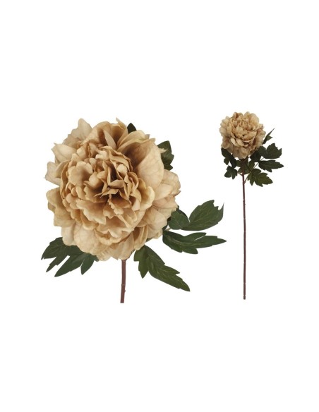 VARA PEONIA DRIED - 57 CM (CAFE) VARA PEONIA DRIED - 57 CM (CAFE)
