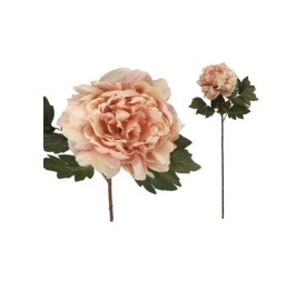VARA PEONIA DRIED - 57 CM (ROSA)
