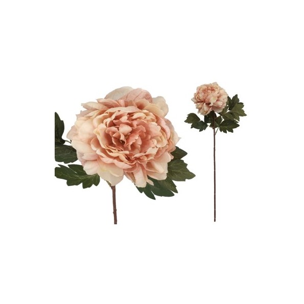 VARA PEONIA DRIED - 57 CM (ROSA)