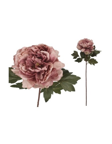 VARA PEONIA DRIED - 57 CM (VIOLETA) VARA PEONIA DRIED - 57 CM (VIOLETA)