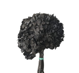 HORTENSIA NEGRO PRESS (99)