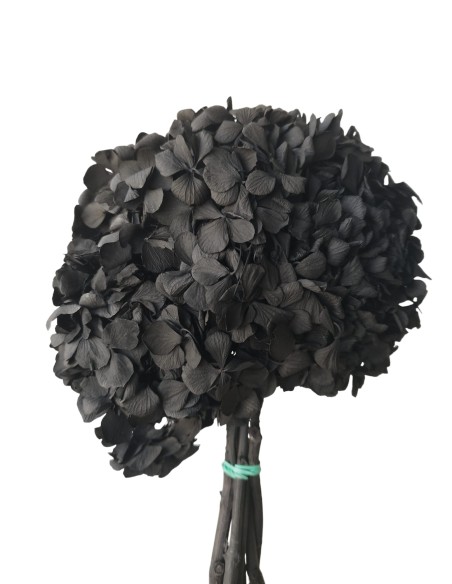 HORTENSIA NEGRO PRESS (99)