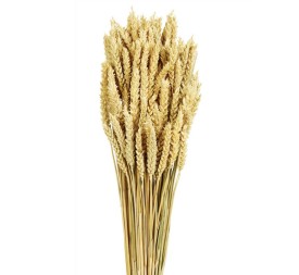 TRIGO FLO 80 cms. NATURAL (01)