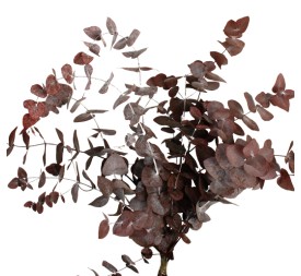 EUCALIPTUS ESPIRAL ROJIZO PRESS 50/80 cms. (57)