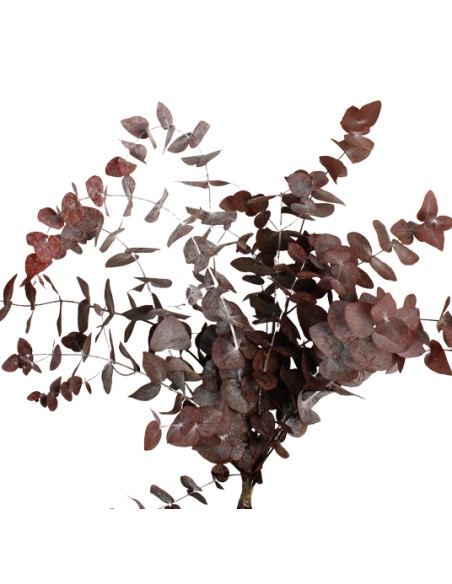 EUCALIPTUS ESPIRAL ROJIZO PRESS 50/80 cms. (57)