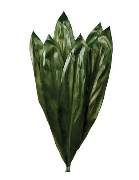 CORDELINE PRESS 70 cms. CORDELINE PRESS 70 cms.