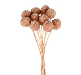 CRASPEDIA PRESS 50 cms. ROSA (F40)