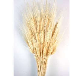 TRITICUM 80 cms. AMARILLO (F10)