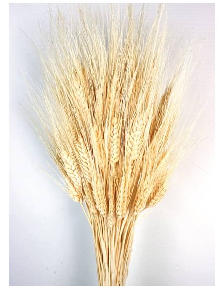 TRITICUM 80 cms. AMARILLO (F10)