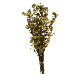 CHUVISCO PRESS 70 cms. VERDE (69)