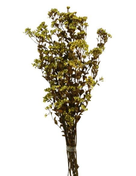 CHUVISCO PRESS 70 cms. VERDE (69)